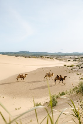 three brown camels during daytime