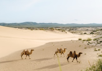 three brown camels during daytime