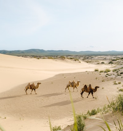 three brown camels during daytime