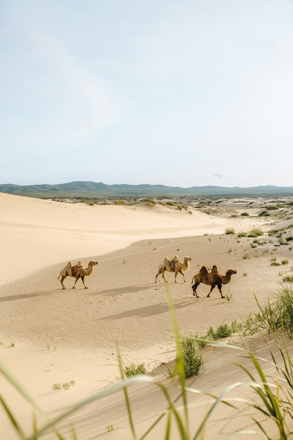 three brown camels during daytime