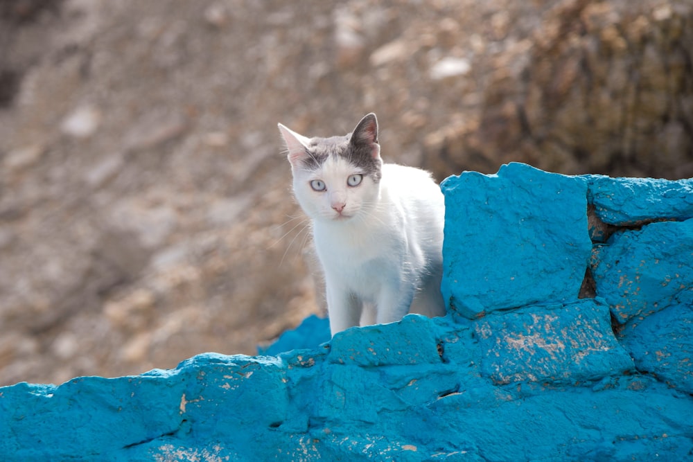 white and black cat on rock