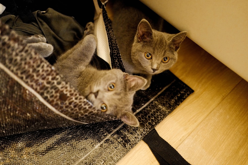 two gray cats on the floor