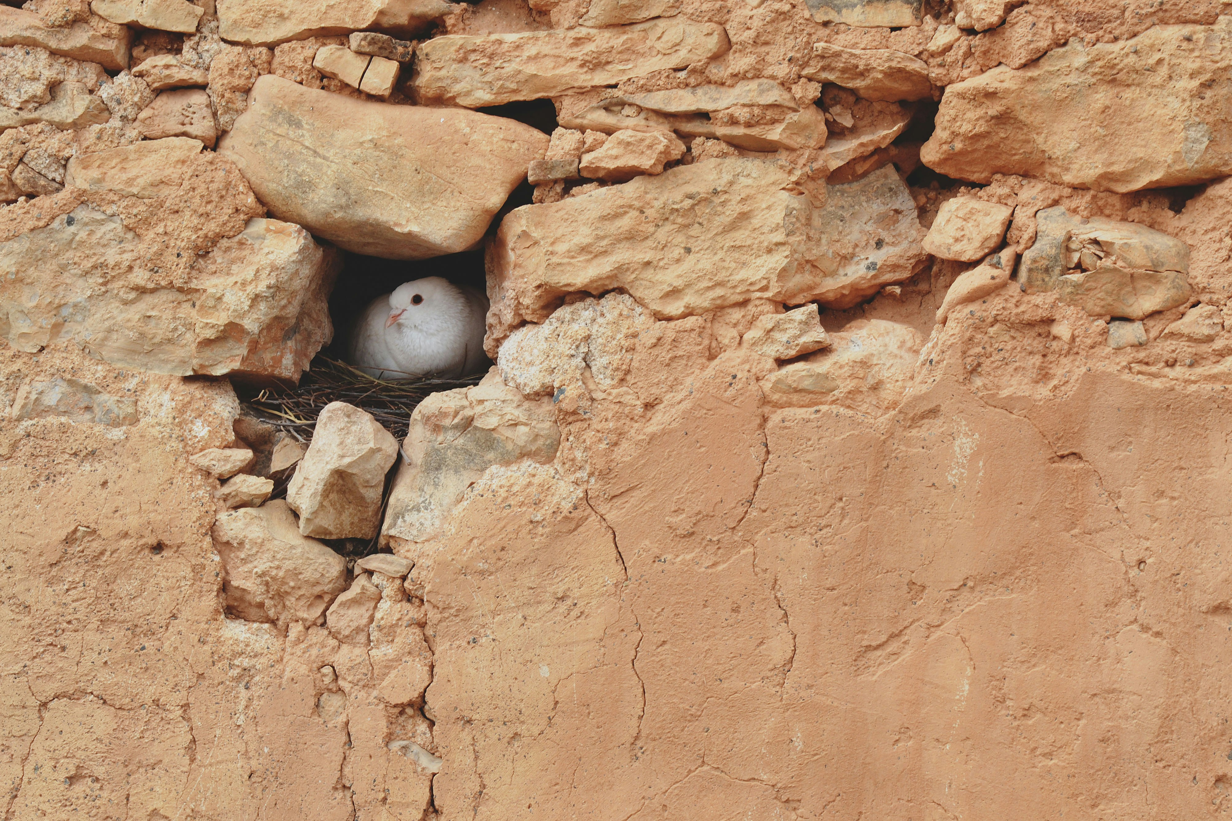 white dove in rock hole