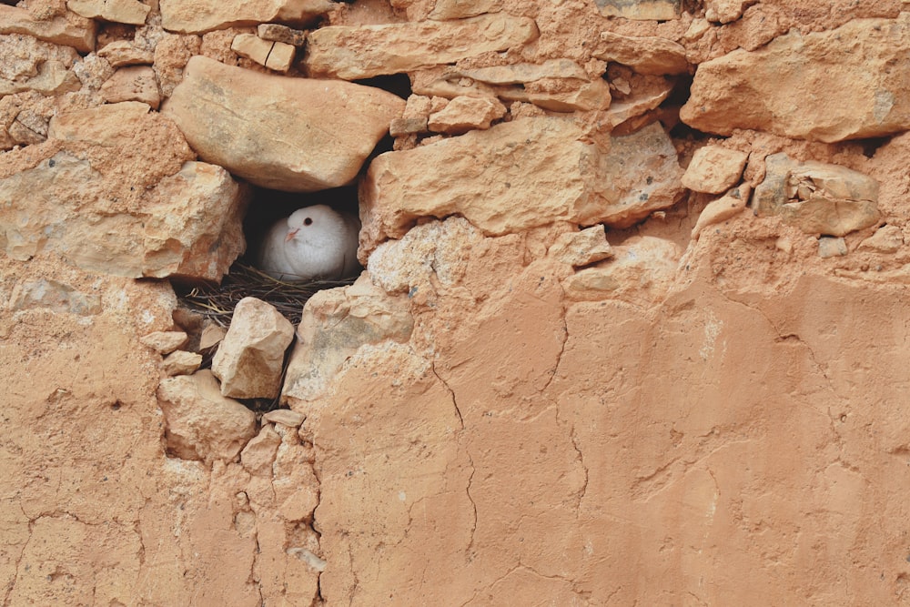 white dove in rock hole