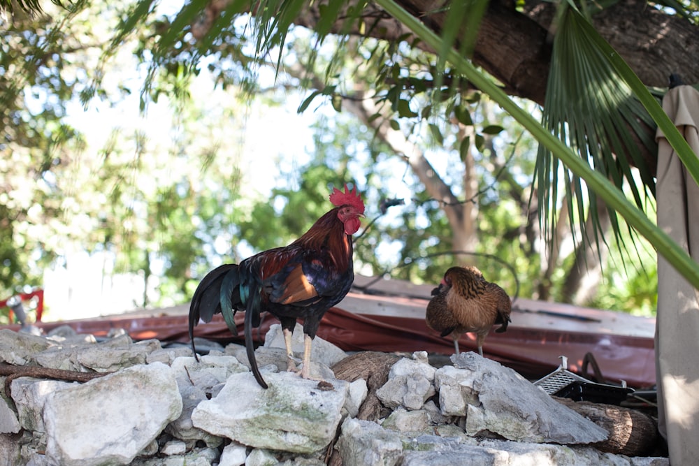 shallow focus photo of black, brown, and red rooster