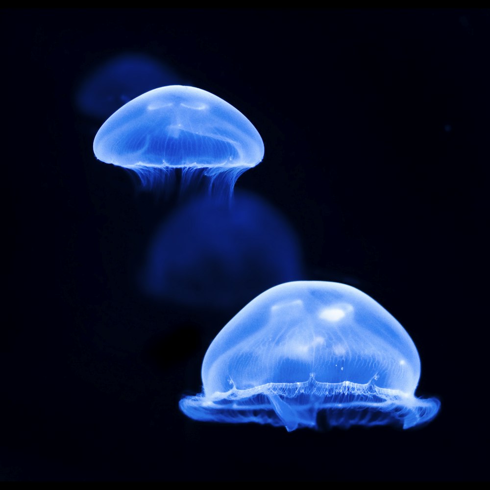 two blue jellyfish