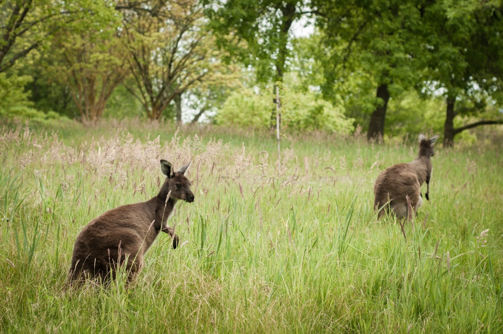 two brown deers near trees