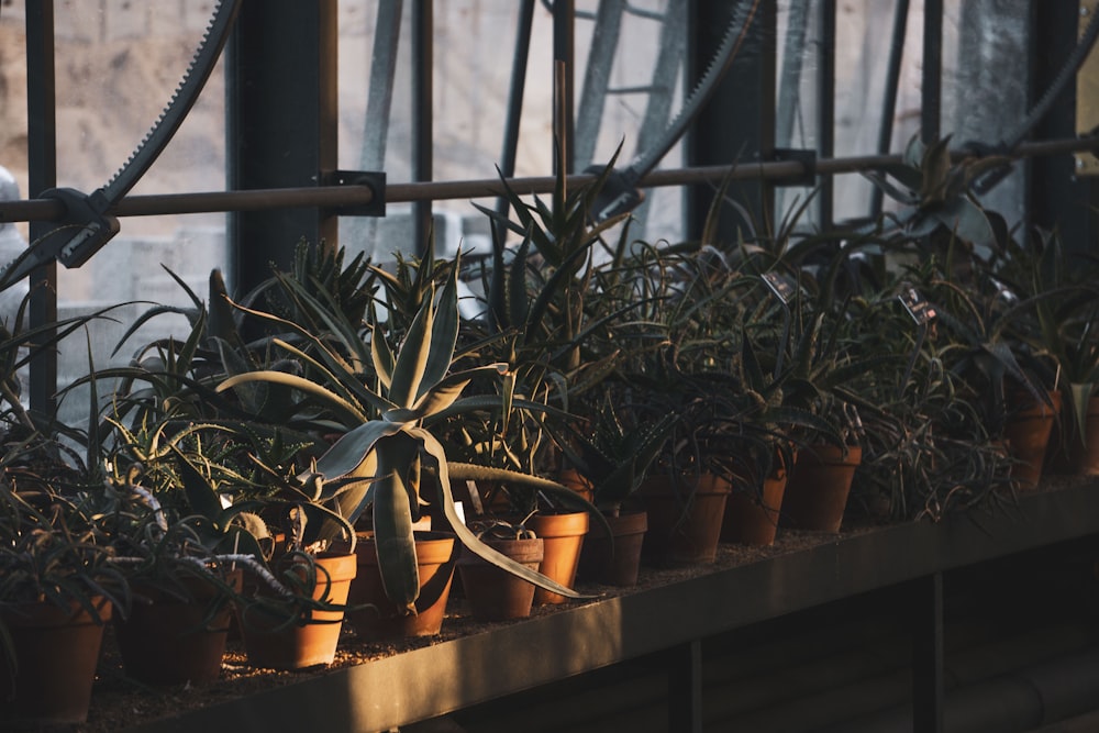 green-leaf plants in pots