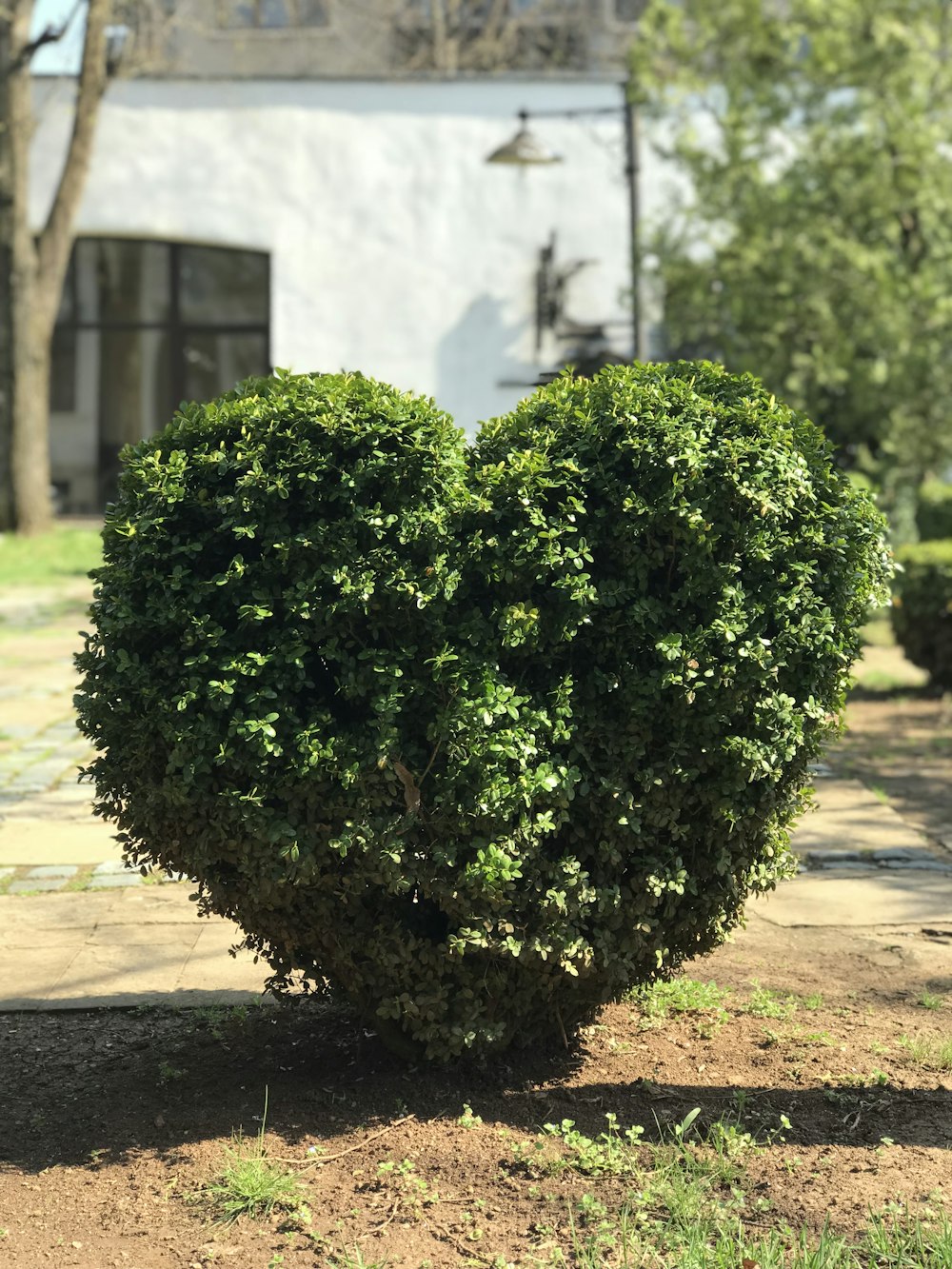 haie verte en forme de cœur