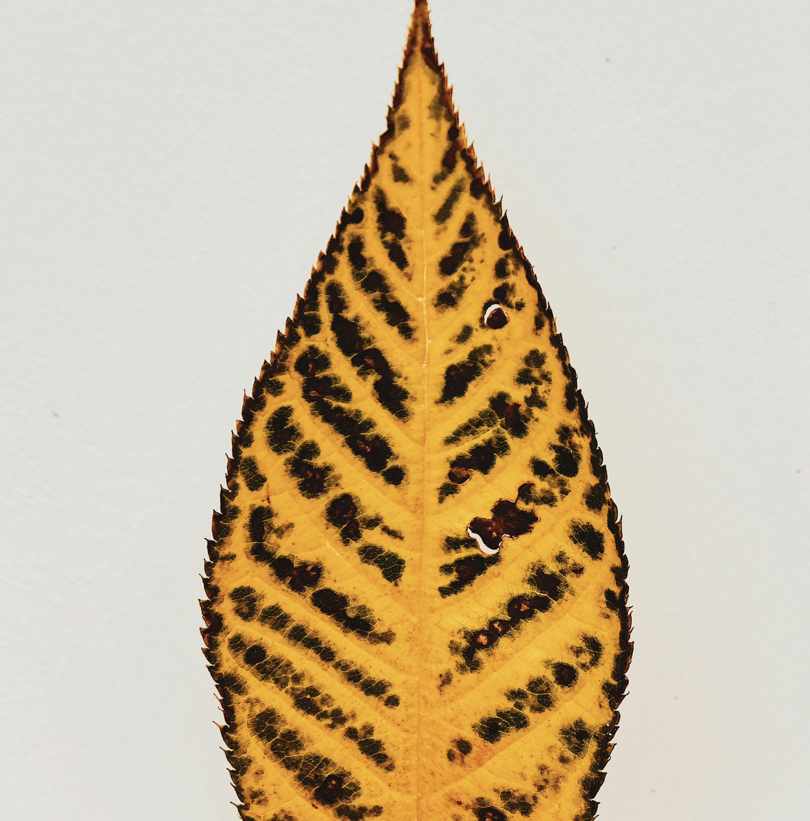 yellow and black leaf