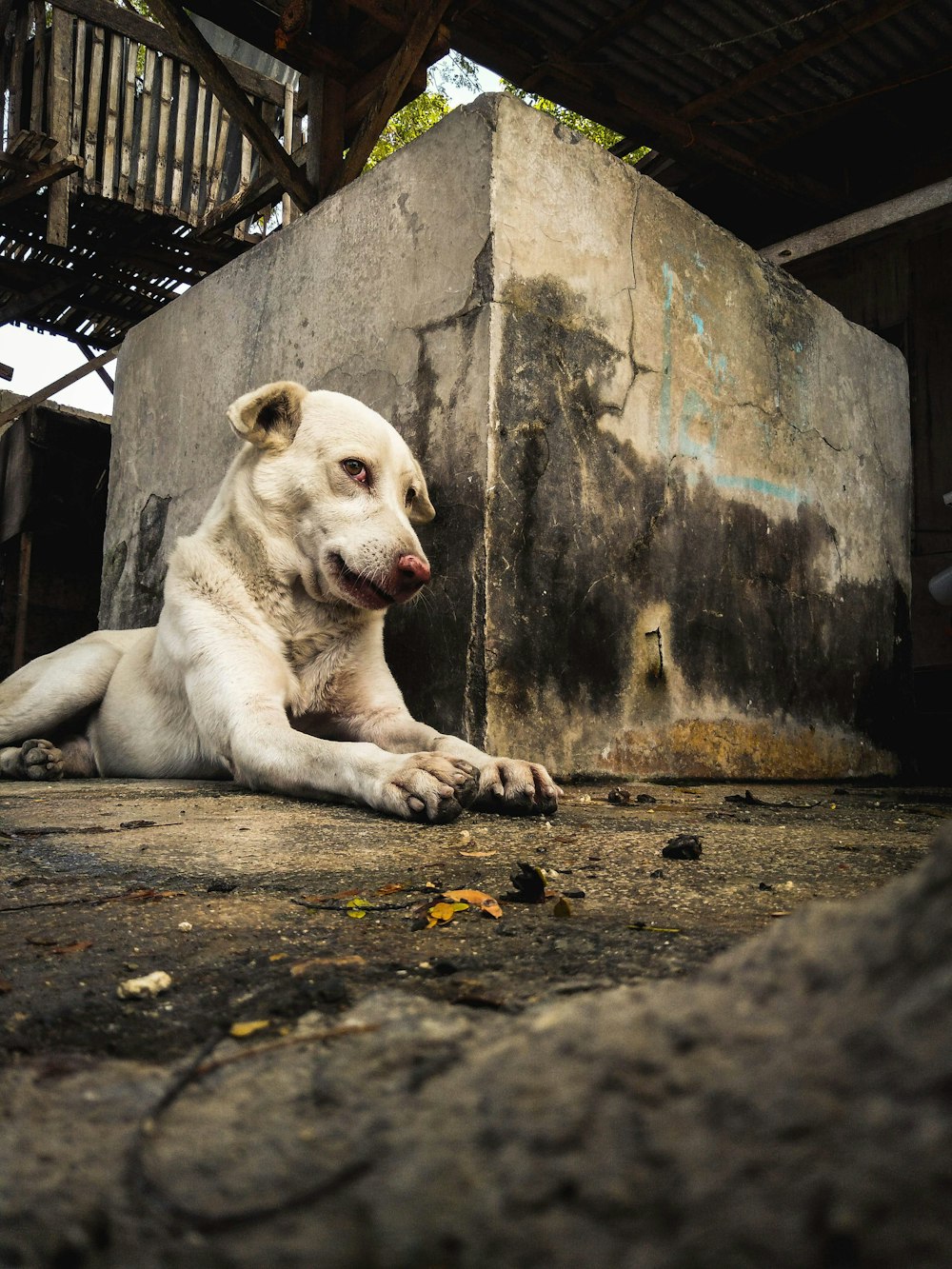 white dog lying beside concrete platform