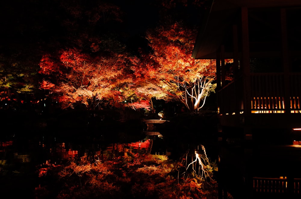 orange leaf trees near house during night time