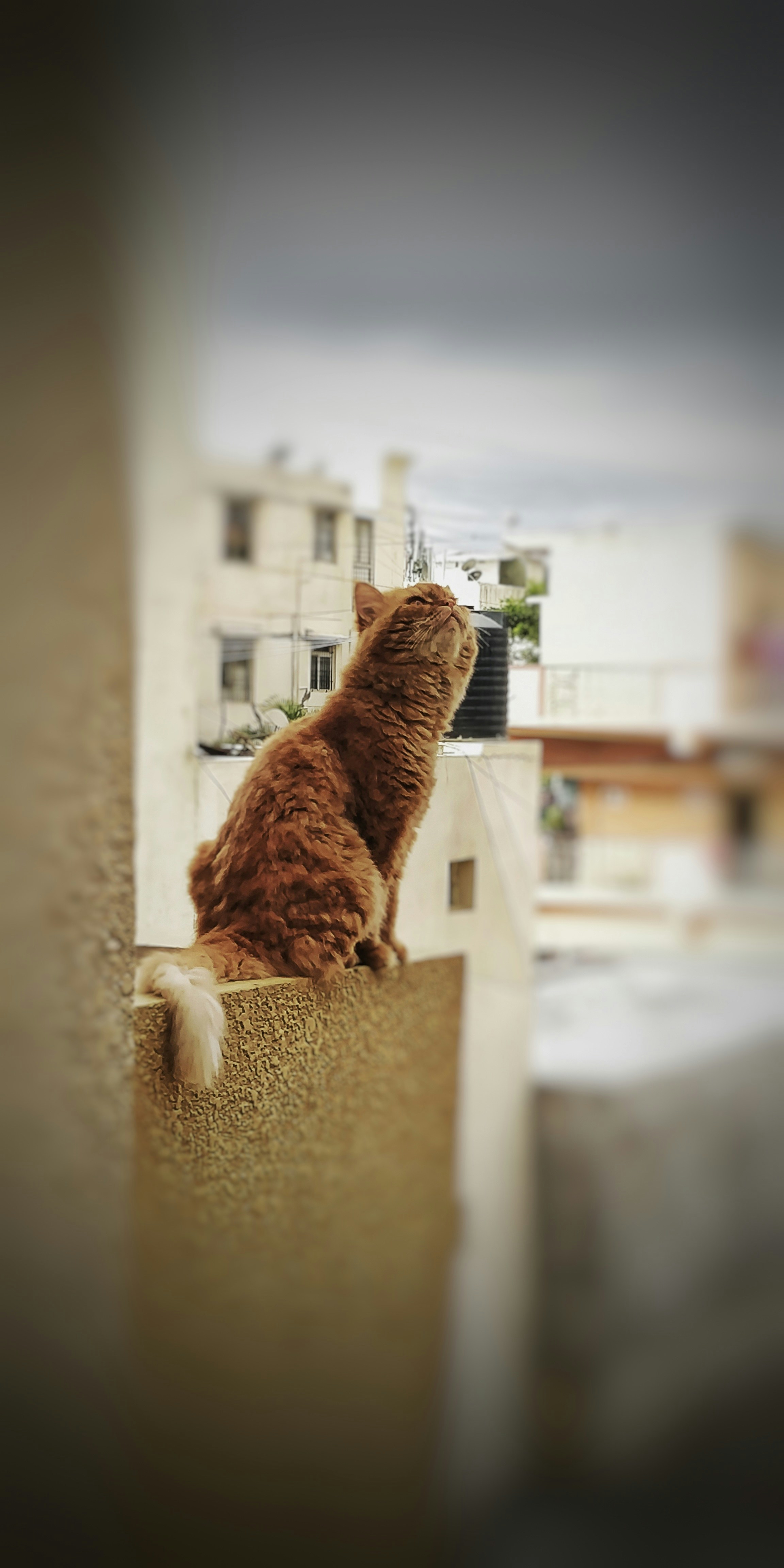 Fotomural a cat sitting on a ledge looking out the window