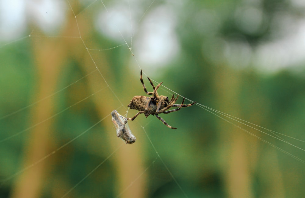 a close up of a spider on a web