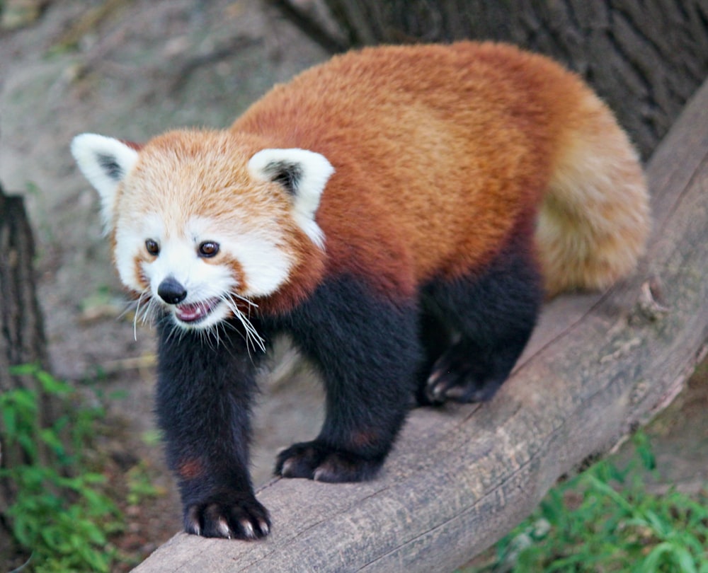 a red panda standing on top of a tree branch