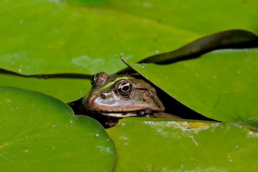 a frog sitting on top of a green leaf