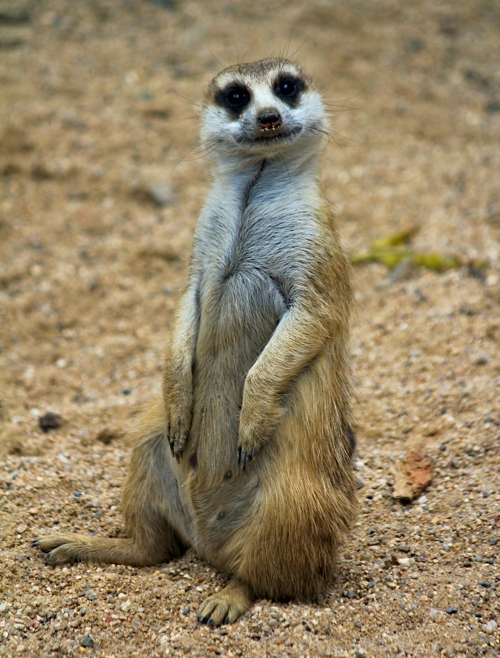 a small meerkat standing on its hind legs