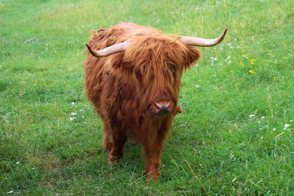 a brown cow with long horns standing on a lush green field