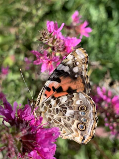 A close-up of a painted figure blending into a backdrop of wildflowers and butterflies.