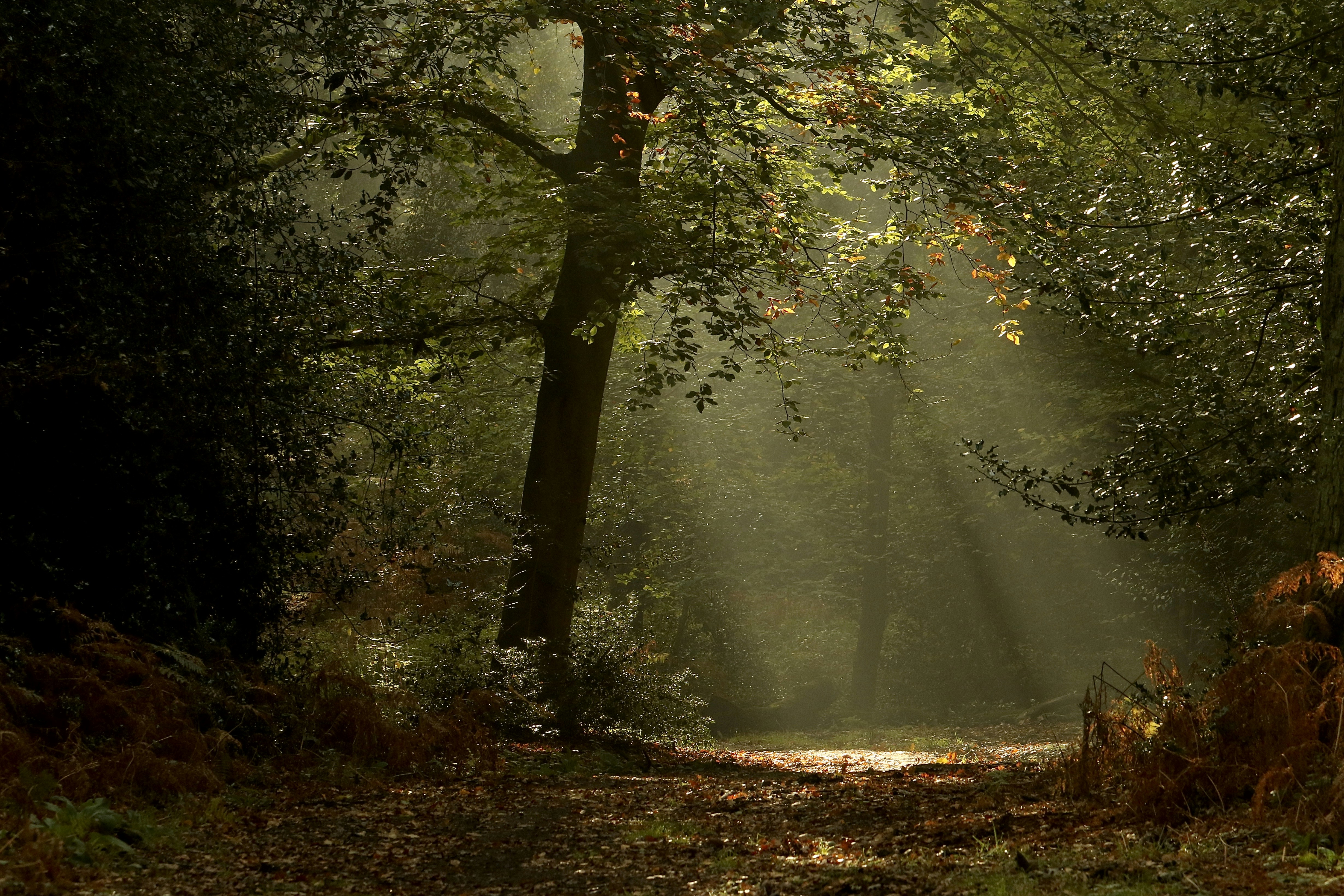 a path in the middle of a forest with sun shining through the trees