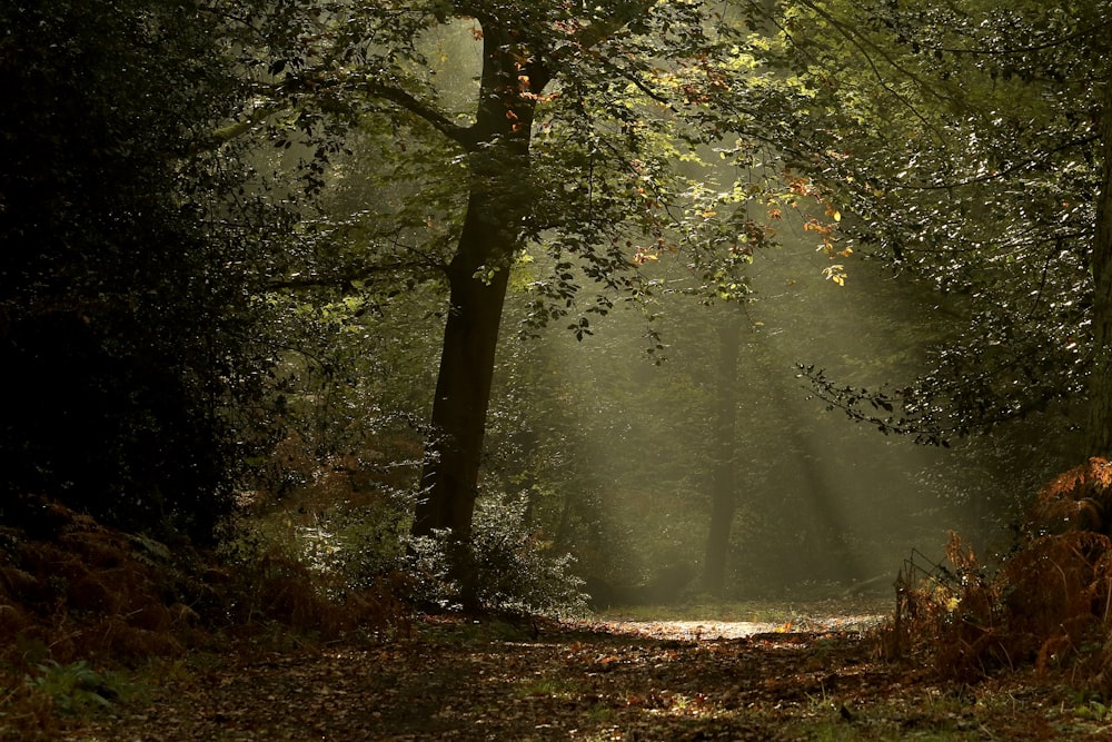 um caminho no meio de uma floresta com sol brilhando entre as árvores