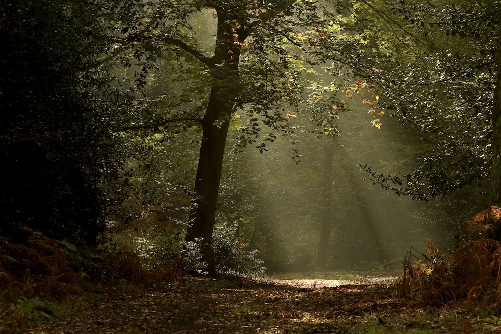 a path in the middle of a forest with sun shining through the trees