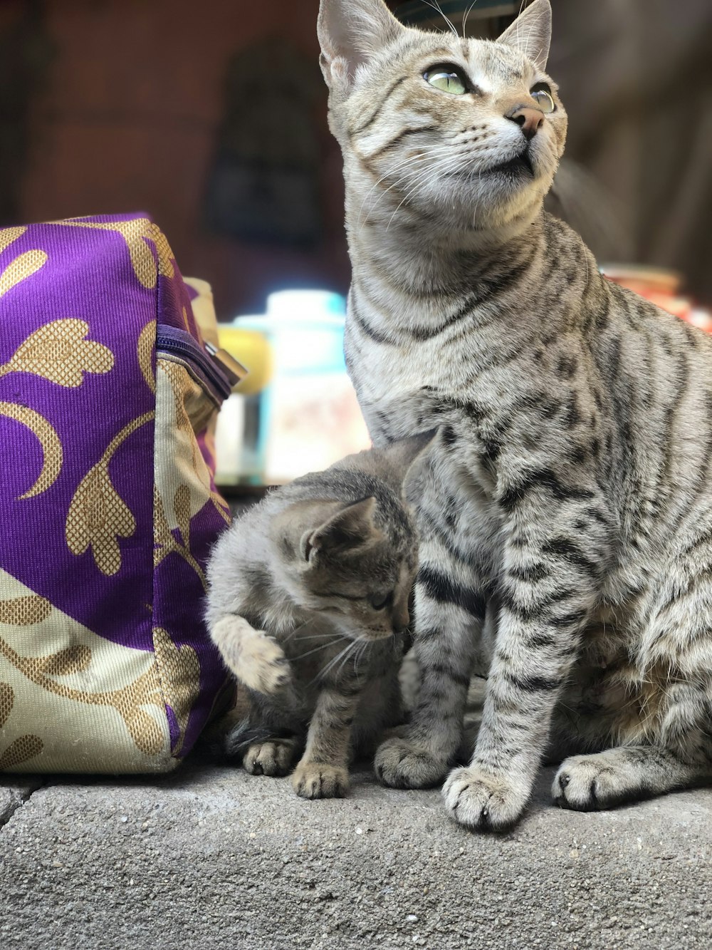 a cat sitting next to a purple bag