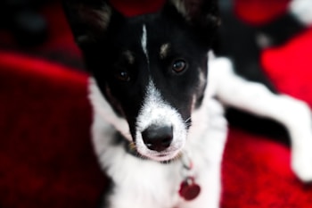 A close-up image of a black and white dog with perky ears and a focused expression, lying on a vibrant red background.