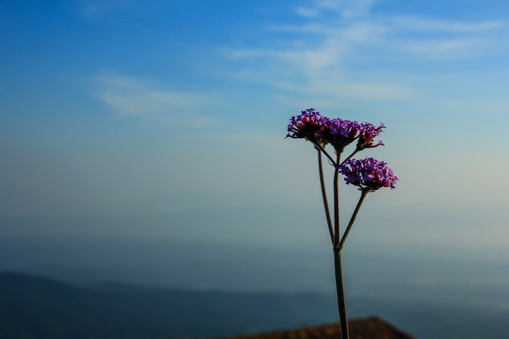 a single purple flower on top of a roof