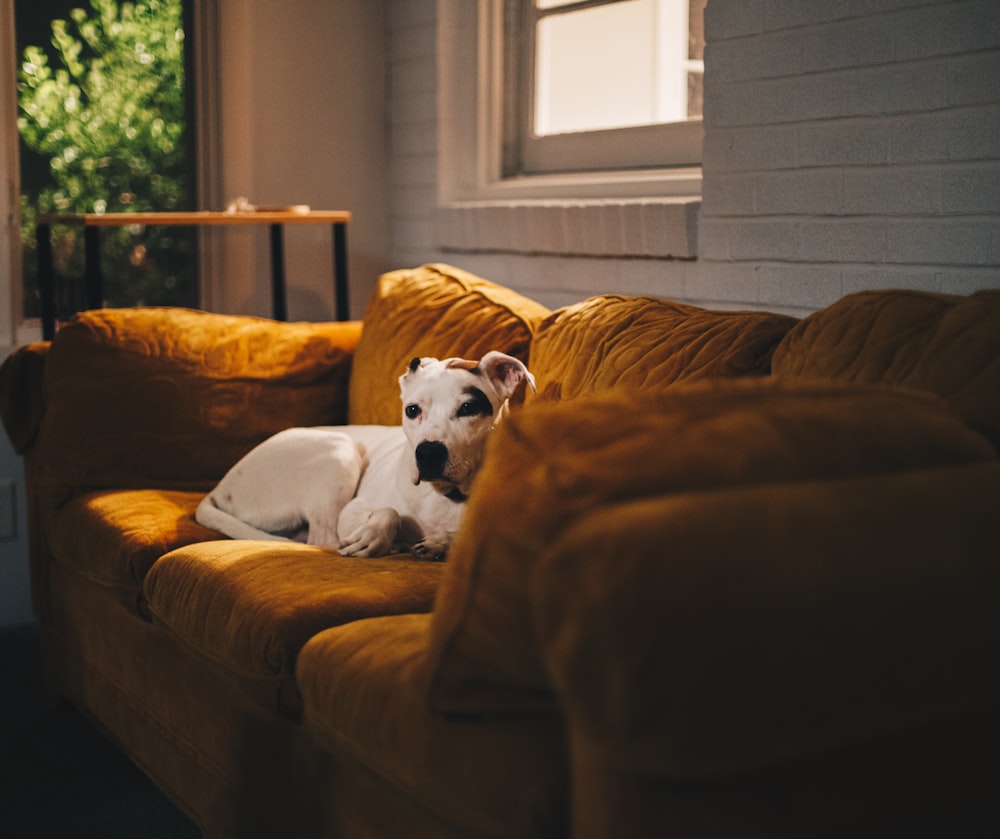 a white and black dog laying on top of a couch