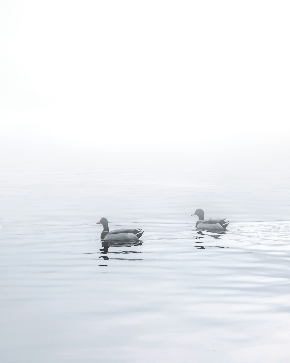 a couple of ducks floating on top of a lake