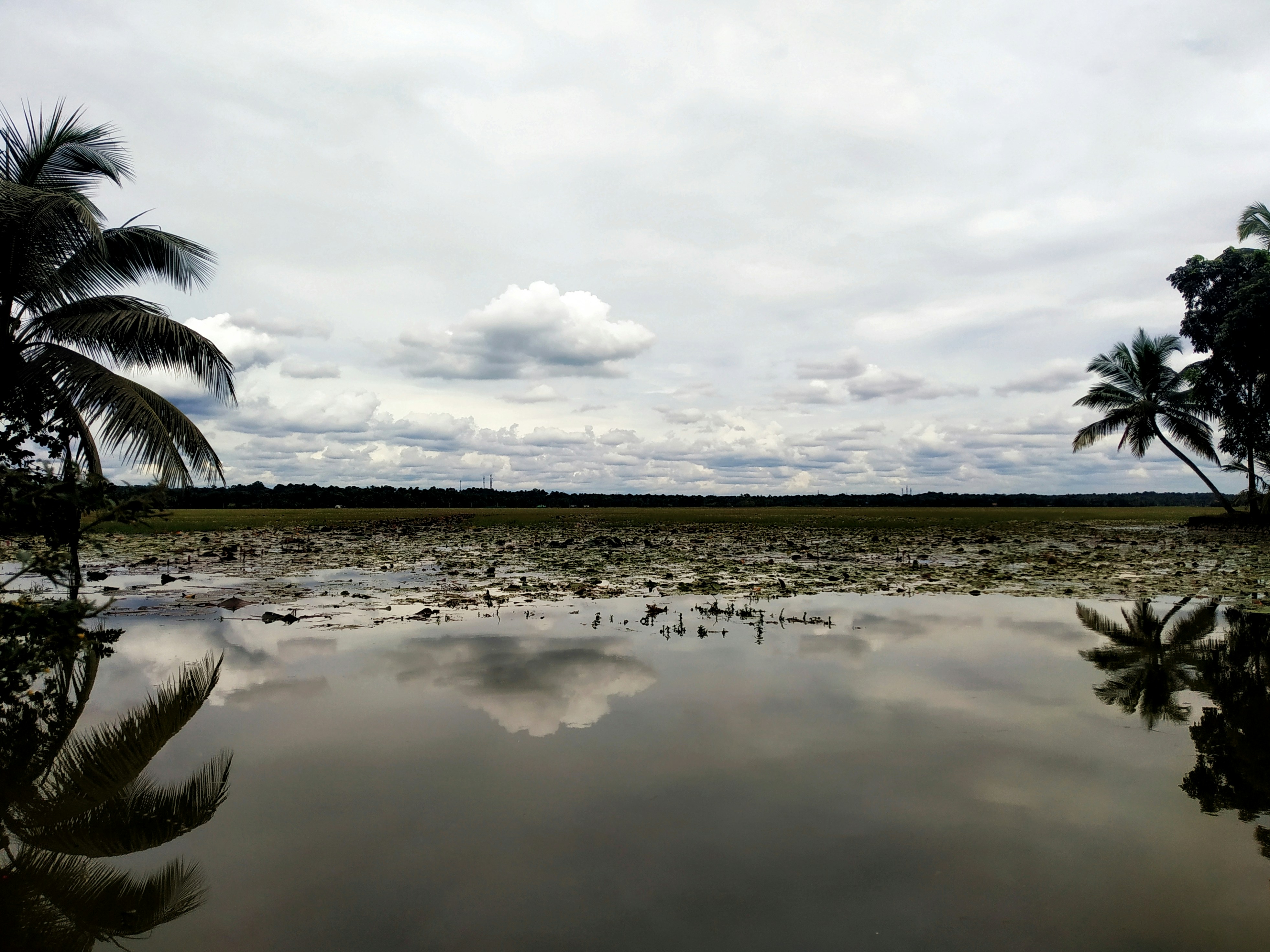 a body of water surrounded by palm trees