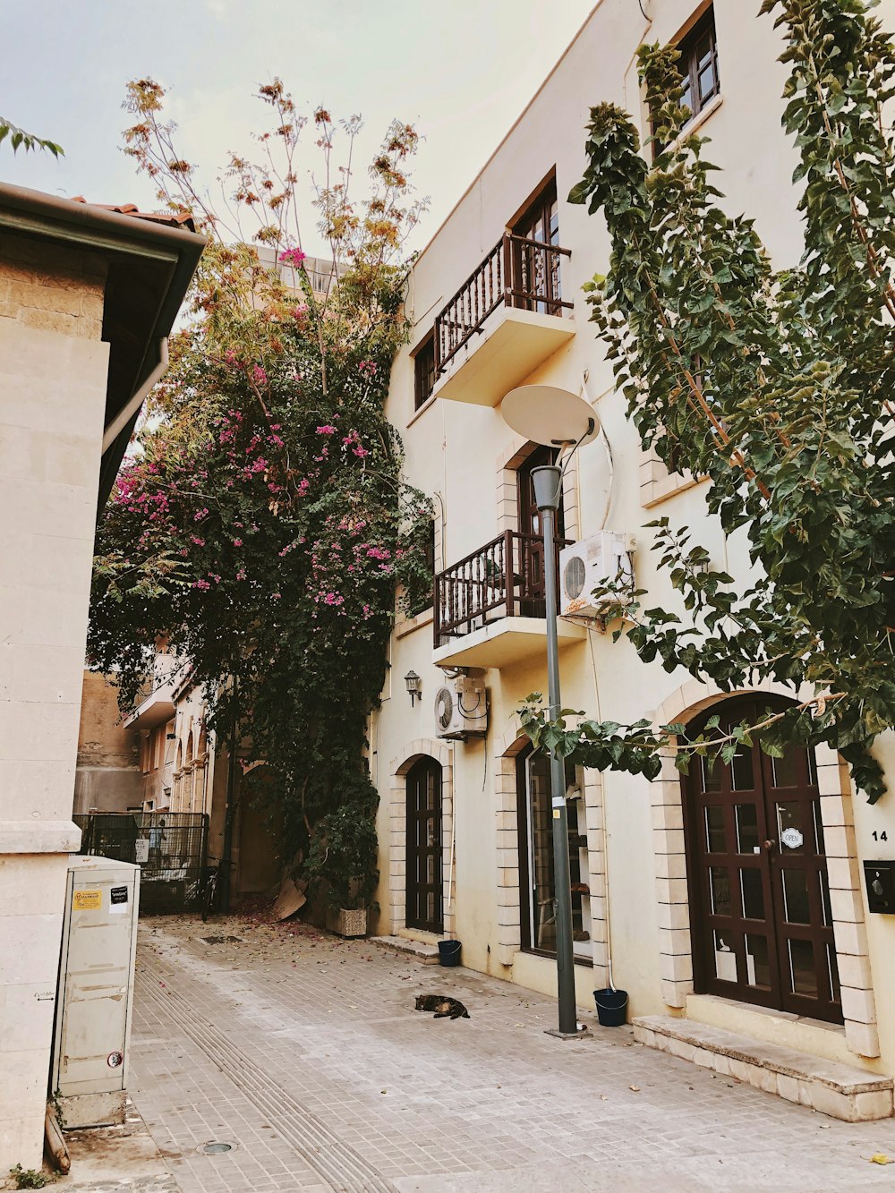 a cat laying on the ground in front of a building