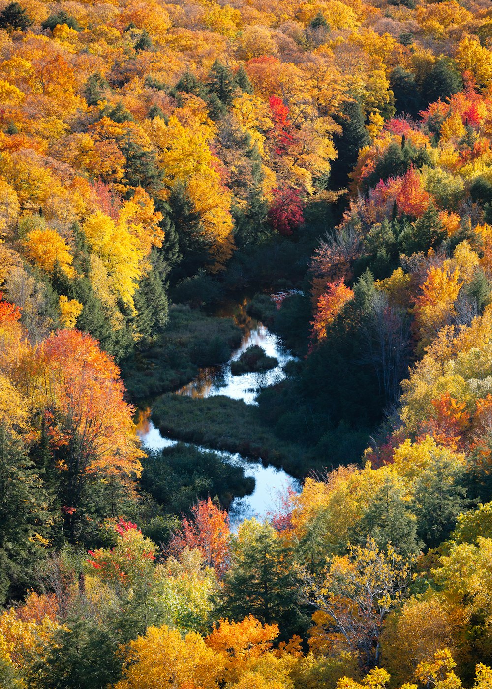 an aerial view of a river surrounded by trees