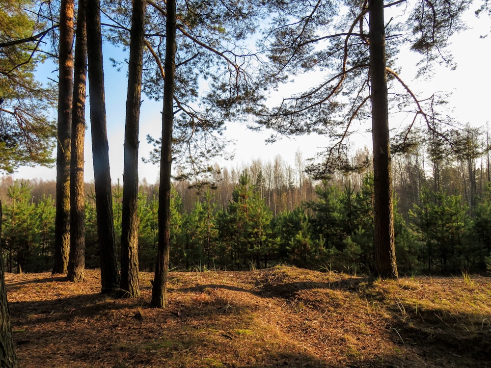 a wooded area with lots of trees and grass