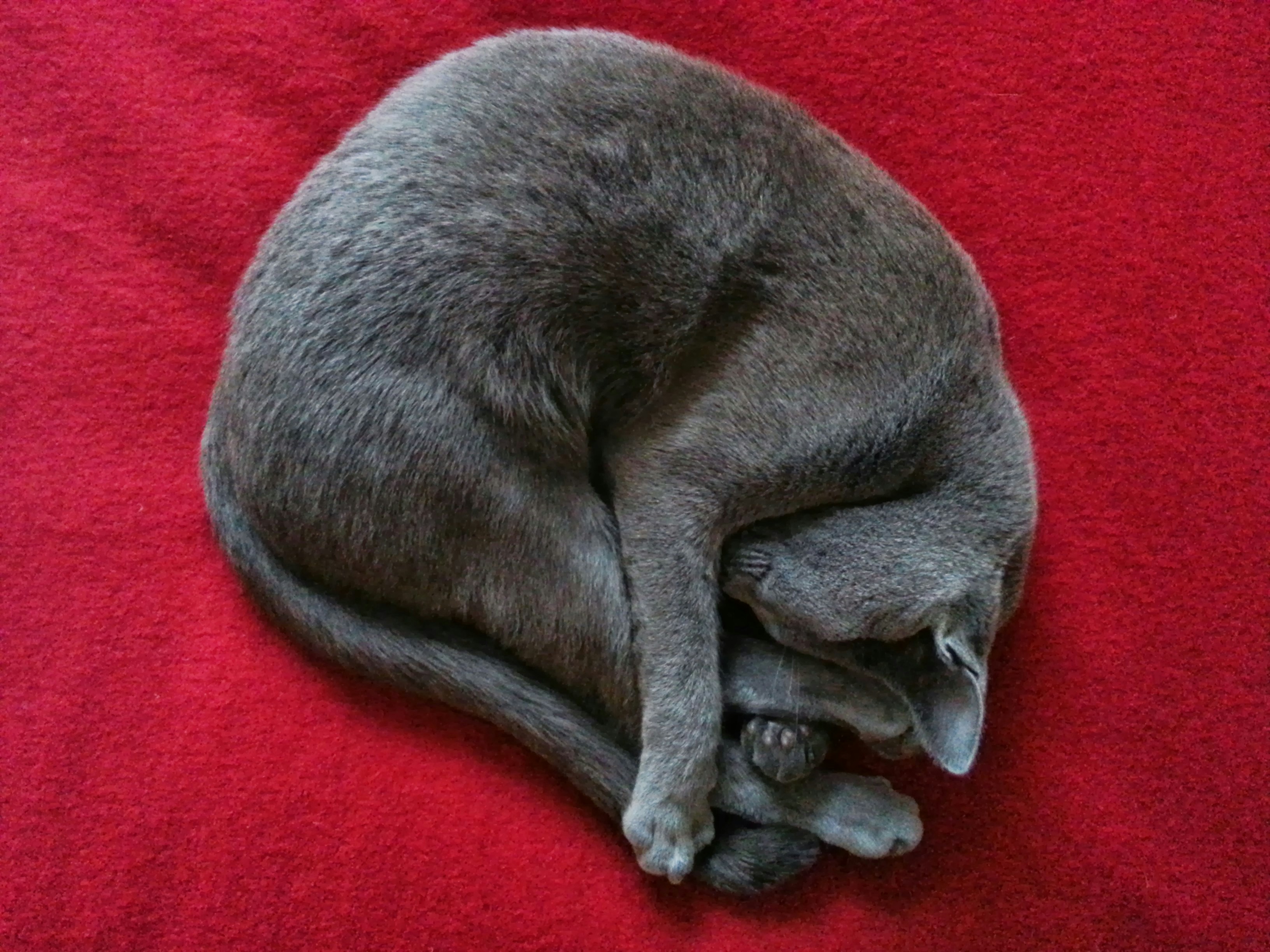 cat sleeping positions