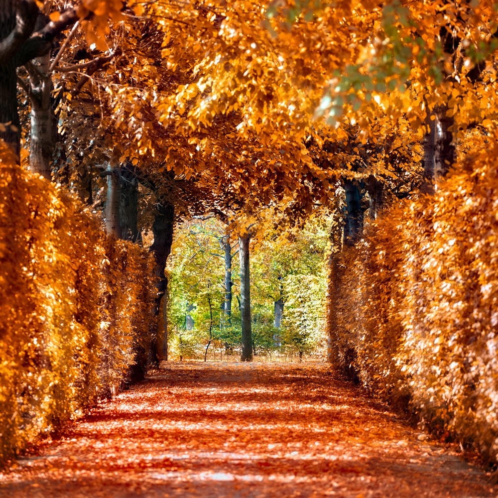 a pathway lined with trees covered in fall leaves