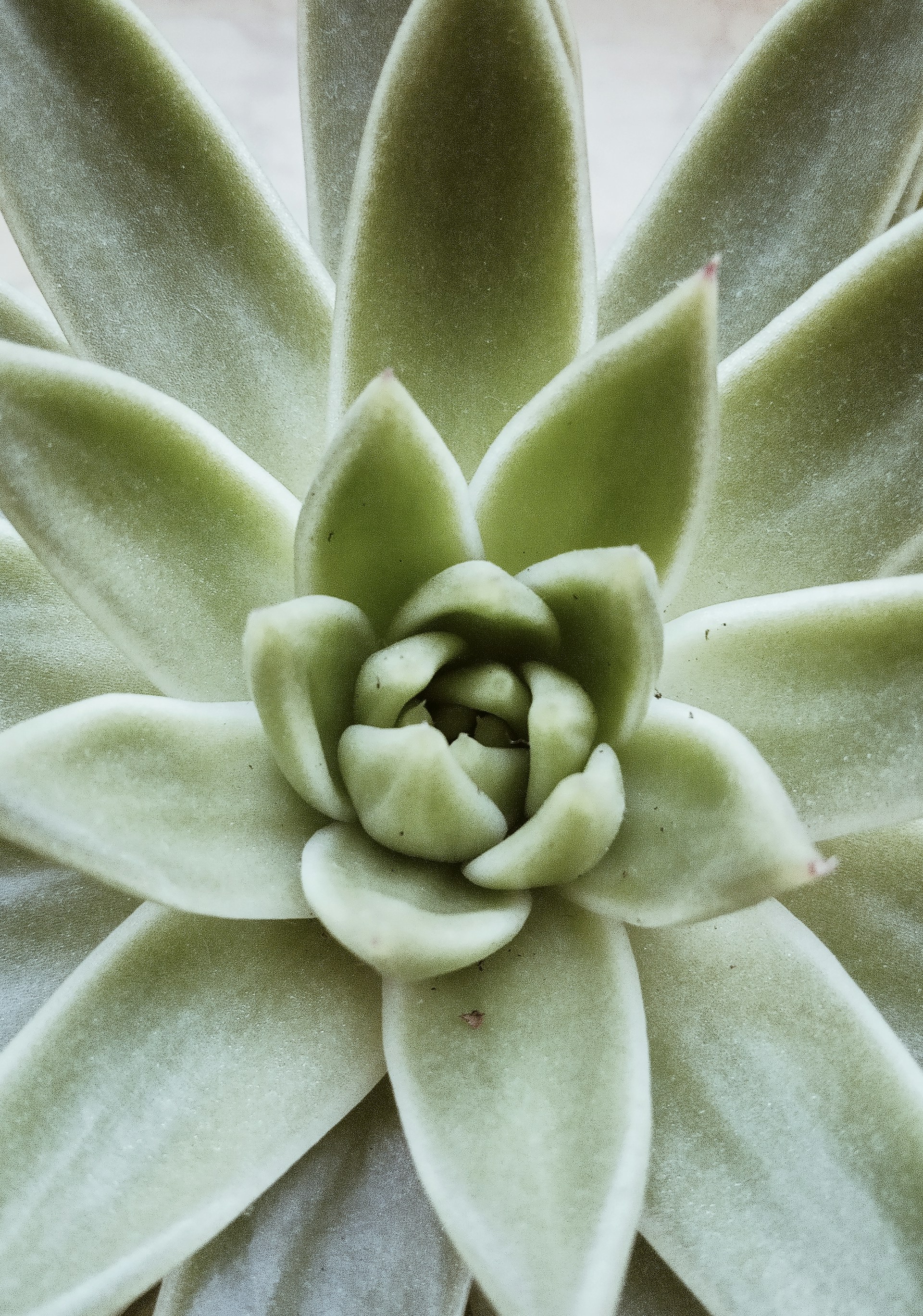 a close up of a flower on a plant