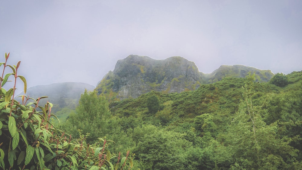 a lush green forest filled with lots of trees