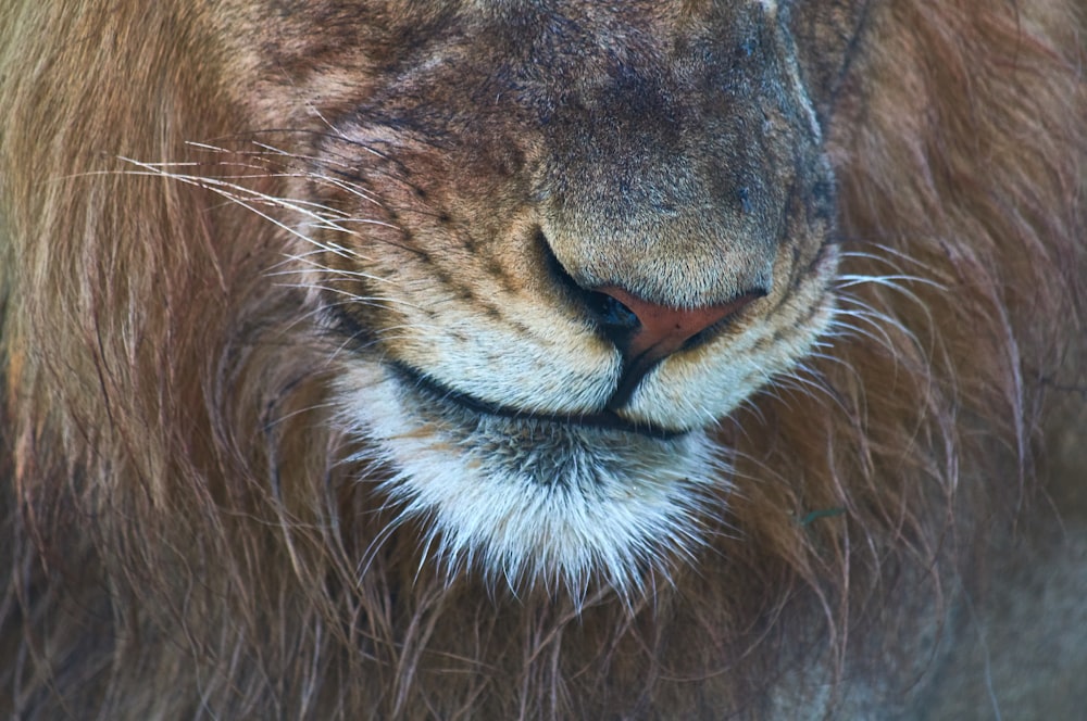 a close up of a lion's face with a blurry background