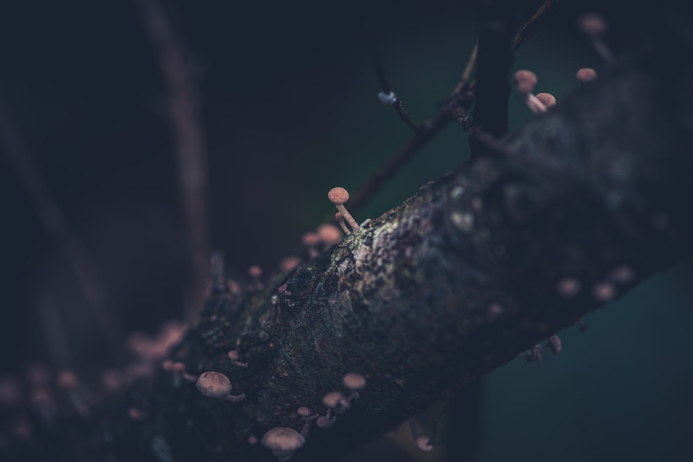 a close up of a tree branch with small leaves