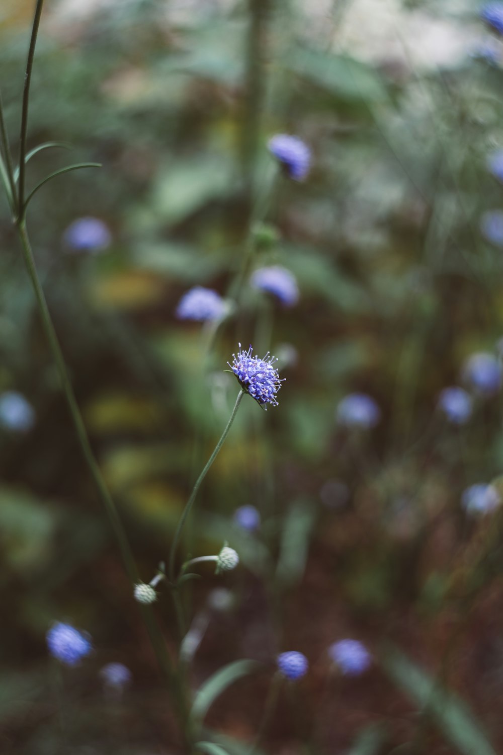 um close up de uma flor azul em um campo