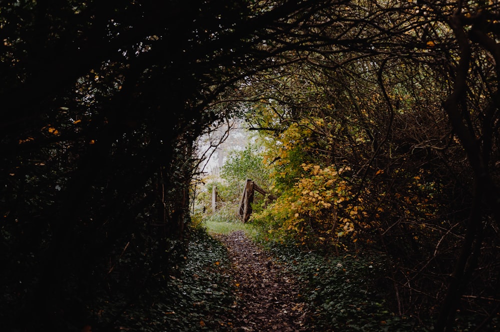 a path through a forest with trees and leaves