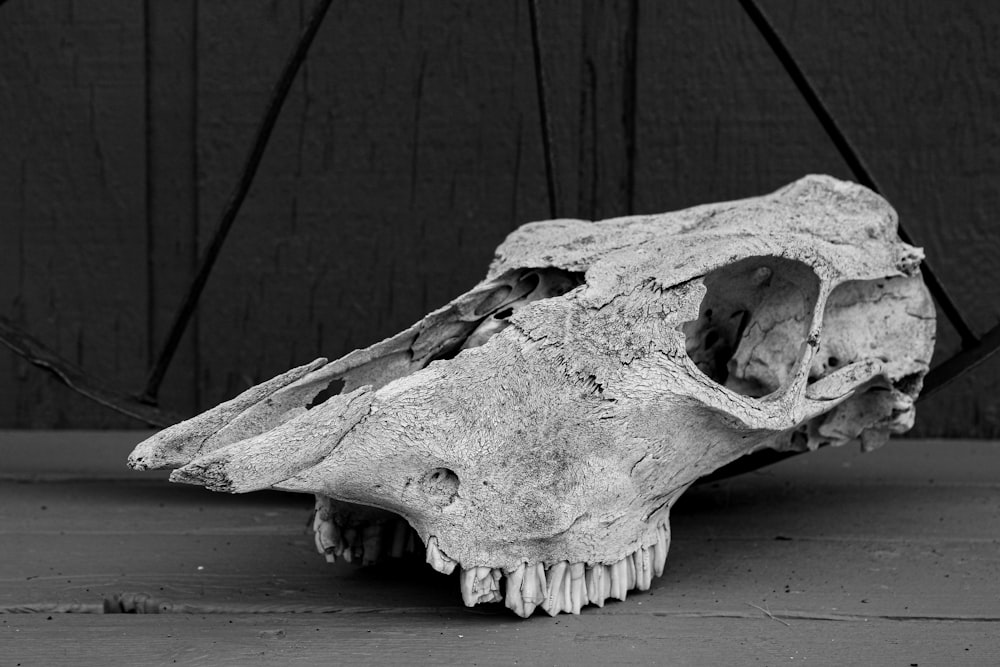 uma foto em preto e branco de um crânio de animal
