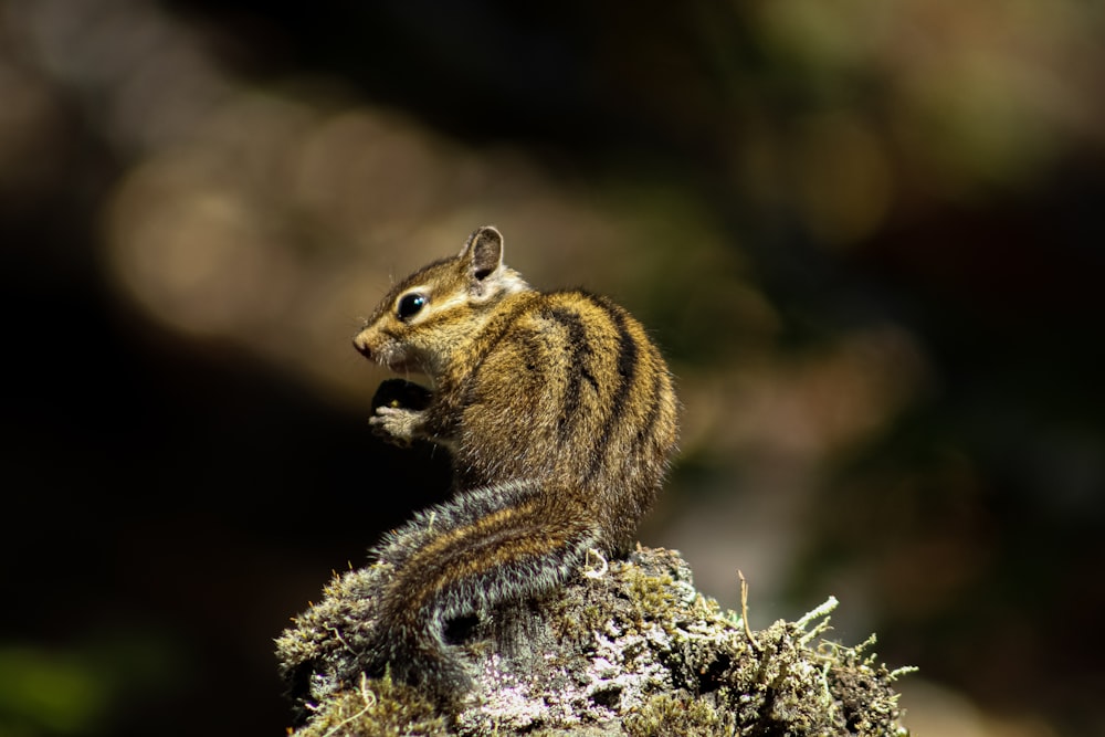 a small chip chip sitting on top of a moss covered tree