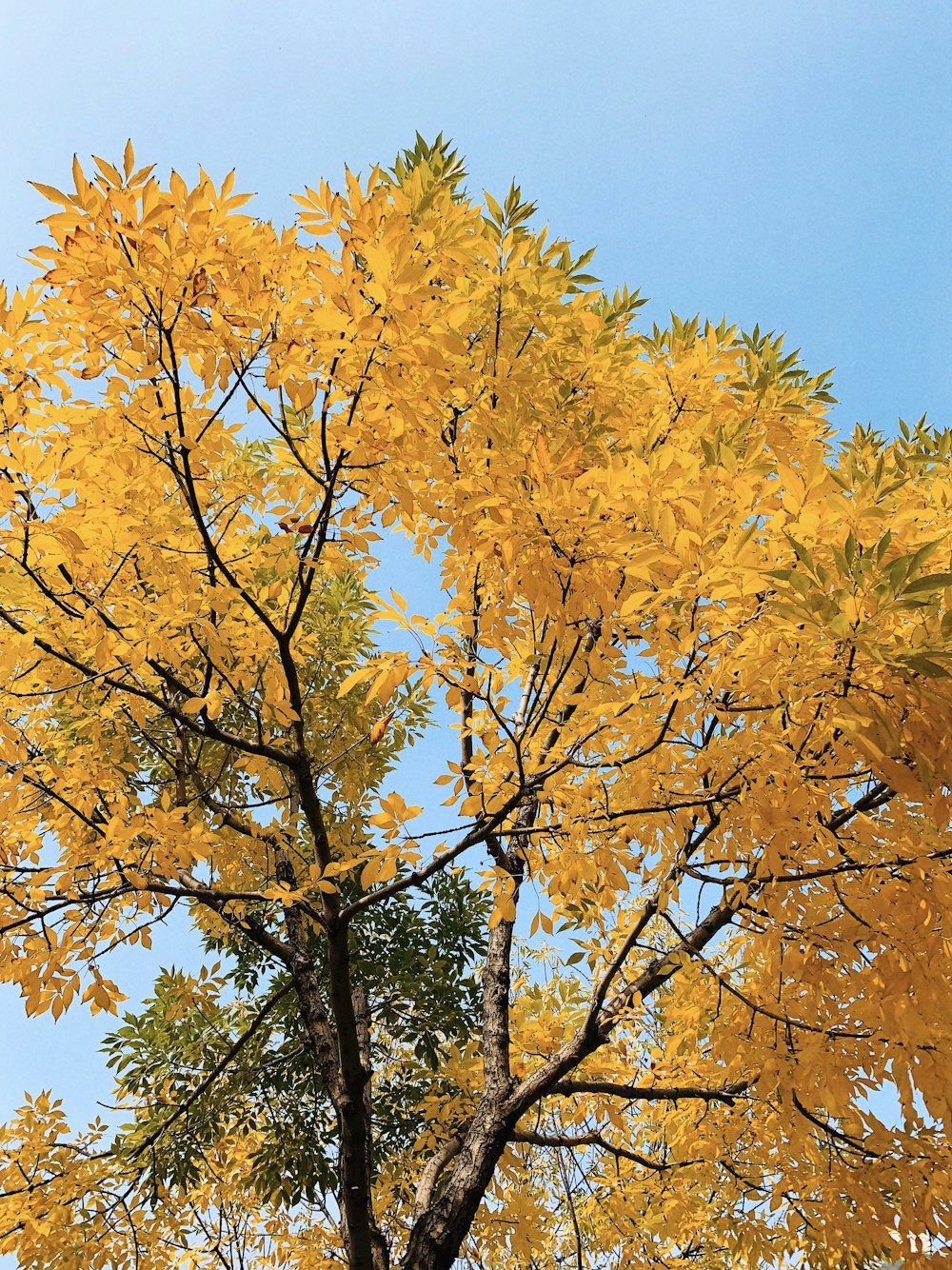 Ein Baum mit gelben Blättern und einem blauen Himmel im Hintergrund