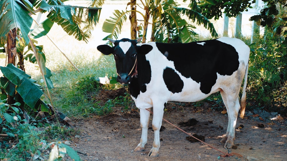 a black and white cow standing on a dirt road