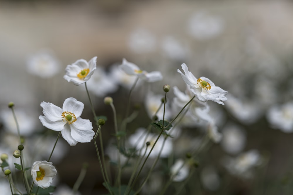 fleurs à pétales blancs en photographie sélective
