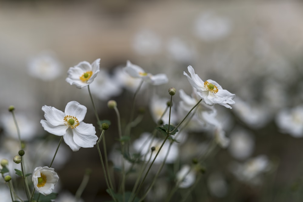 white-petaled flowers in selective-focus photography