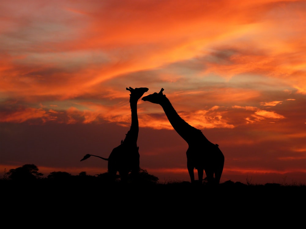 a couple of giraffe standing next to each other